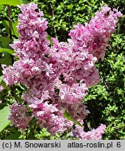 Syringa vulgaris Olimpiada Kolesnikova