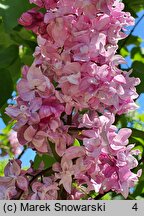 Syringa vulgaris Olimpiada Kolesnikova