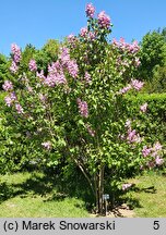 Syringa vulgaris Olimpiada Kolesnikova