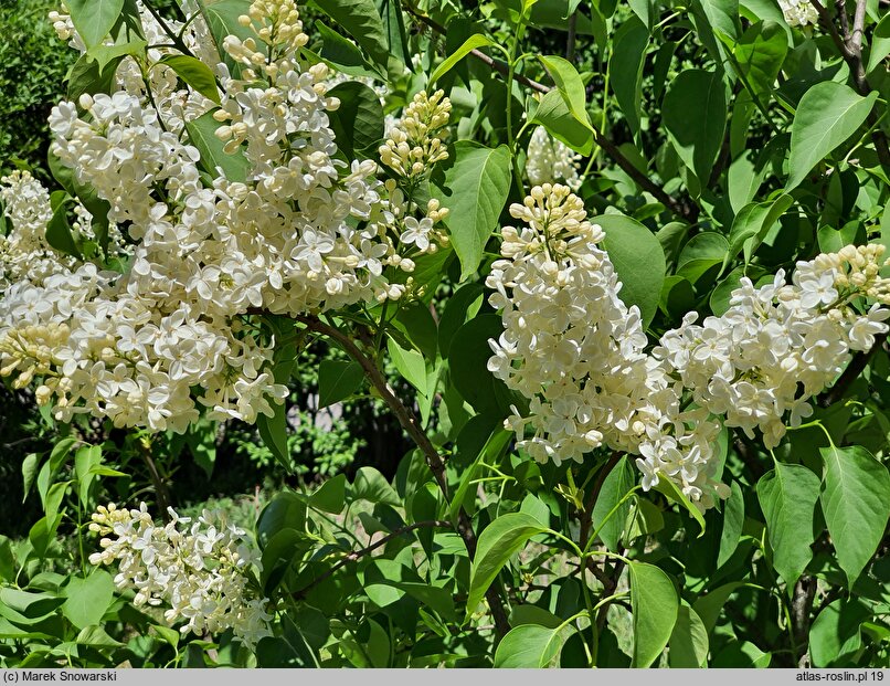 Syringa vulgaris Primrose