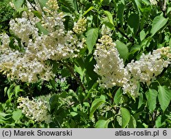 Syringa vulgaris Primrose