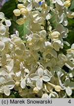 Syringa vulgaris Primrose