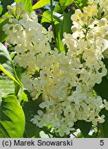 Syringa vulgaris Primrose