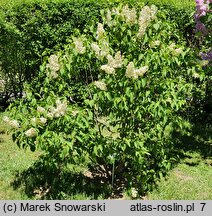 Syringa vulgaris Primrose