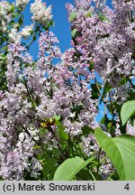 Syringa vulgaris Andenken an Ludwig Spath