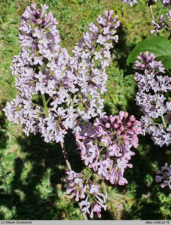 Syringa vulgaris Andenken an Ludwig Spath