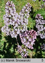 Syringa vulgaris Andenken an Ludwig Spath