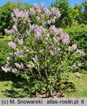 Syringa vulgaris Andenken an Ludwig Spath