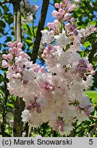 Syringa vulgaris Krasawica Moskwy