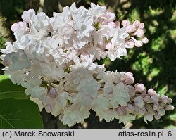 Syringa vulgaris Krasawica Moskwy