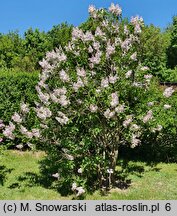 Syringa vulgaris Krasawica Moskwy