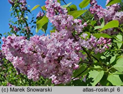 Syringa vulgaris Belle de Nancy