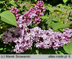 Syringa vulgaris Belle de Nancy