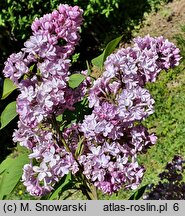 Syringa vulgaris Belle de Nancy