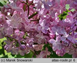 Syringa vulgaris Belle de Nancy