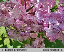 Syringa vulgaris Belle de Nancy