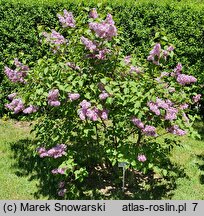 Syringa vulgaris Belle de Nancy