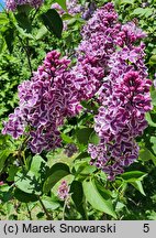 Syringa vulgaris Sensation