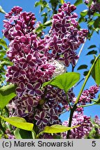 Syringa vulgaris Sensation