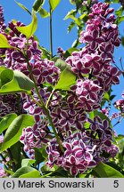 Syringa vulgaris Sensation