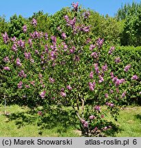 Syringa vulgaris Sensation