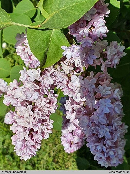 Syringa vulgaris Michel Buchner