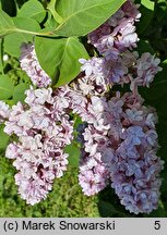 Syringa vulgaris Michel Buchner