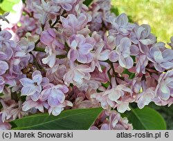 Syringa vulgaris Michel Buchner