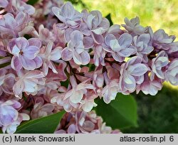 Syringa vulgaris Michel Buchner