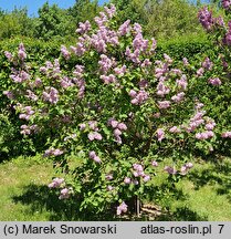 Syringa vulgaris Michel Buchner