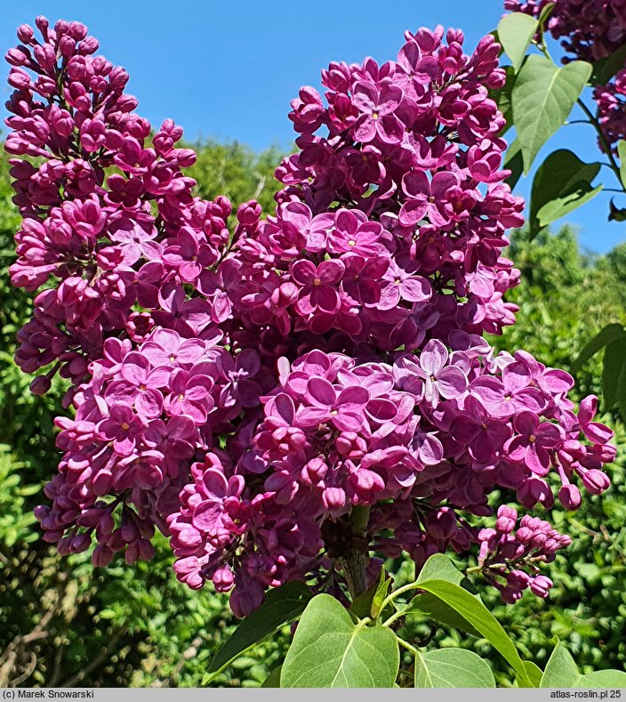 Syringa vulgaris Znamya Lenina