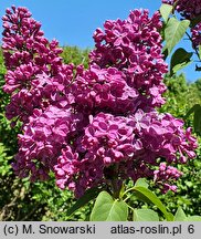 Syringa vulgaris Znamya Lenina