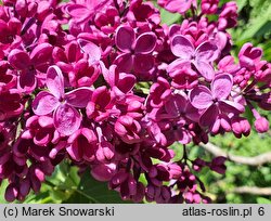 Syringa vulgaris Znamya Lenina