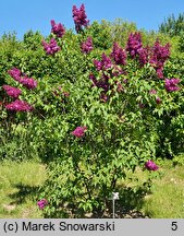 Syringa vulgaris Znamya Lenina