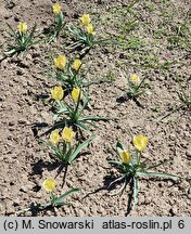 Tulipa linifolia Bright Gem