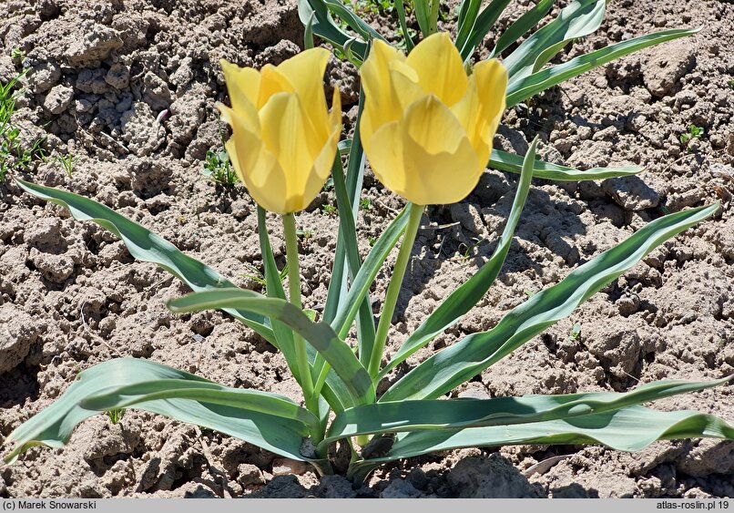 Tulipa linifolia Bright Gem