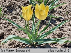 Tulipa linifolia Bright Gem