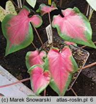 Caladium (kaladium)