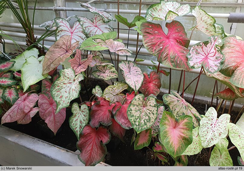 Caladium (kaladium)