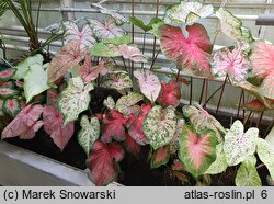 Caladium (kaladium)