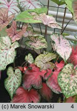 Caladium (kaladium)