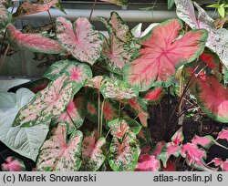 Caladium (kaladium)