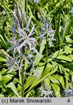 Camassia leichtlinii (kamasja Leichtlina)