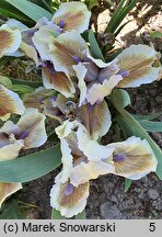 Iris Derive