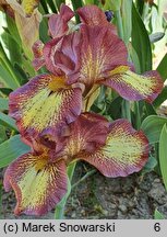 Iris hort. Ringer