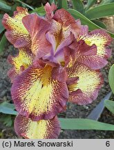 Iris hort. Ringer