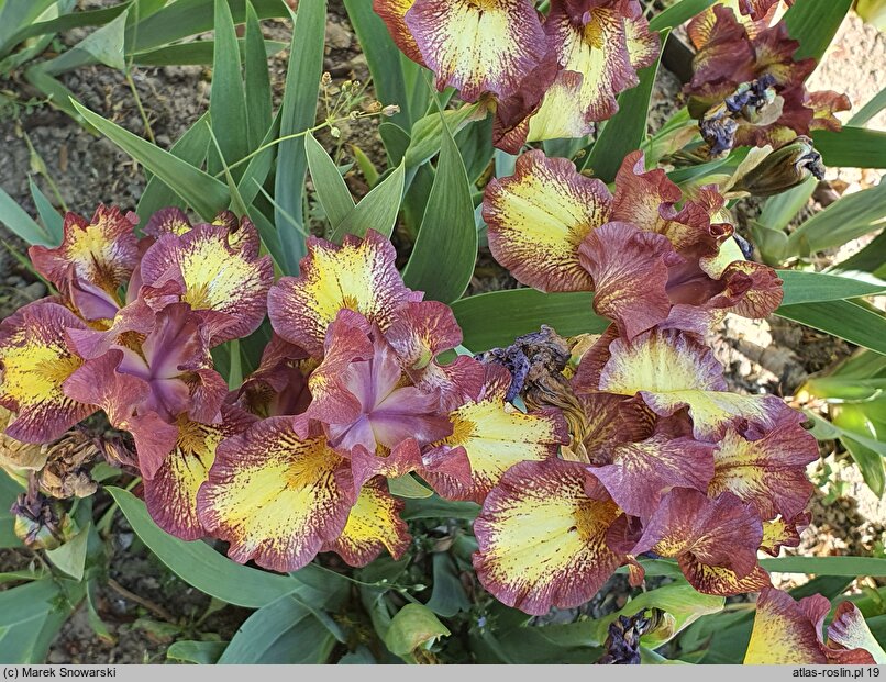 Iris hort. Ringer