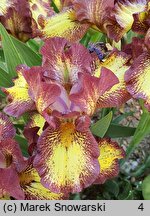 Iris hort. Ringer