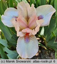 Iris hort. Proton