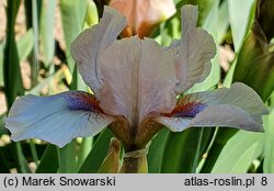 Iris hort. Proton